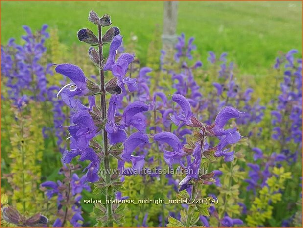 Salvia pratensis &#39;Midnight Model&#39; | Veldsalie, Salie, Salvia | Wiesen-Salbei
