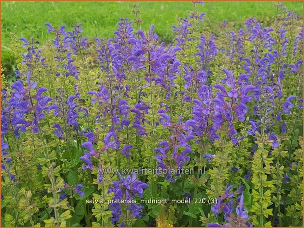 Salvia pratensis &#39;Midnight Model&#39; | Veldsalie, Salie, Salvia | Wiesen-Salbei