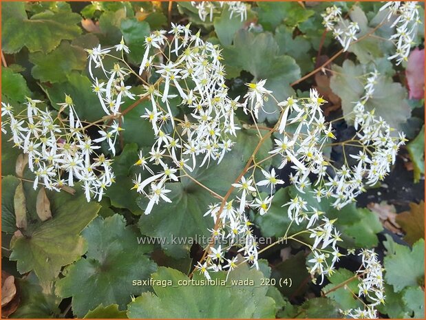 Saxifraga cortusifolia &#39;Wada&#39; | Herfststeenbreek, Steenbreek | Herbst-Steinbrech