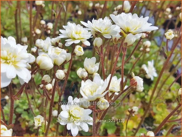 Saxifraga granulata &#39;Plena&#39; | Haarlems klokkenspel, Knolsteenbreek, Steenbreek | Knöllchen-Steinbrech