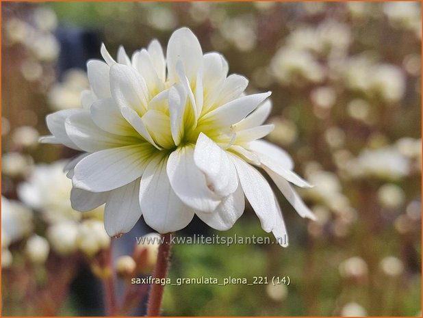 Saxifraga granulata &#39;Plena&#39; | Haarlems klokkenspel, Knolsteenbreek, Steenbreek | Knöllchen-Steinbrech