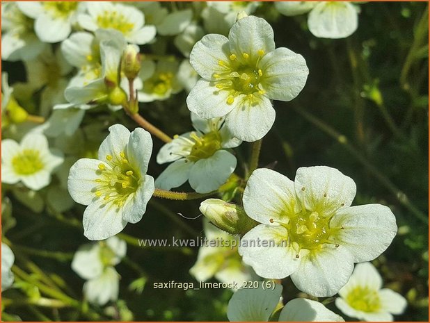 Saxifraga 'Limerock' | Mossteenbreek, Steenbreek | Moos-Steinbrech