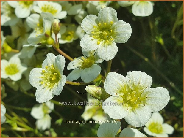 Saxifraga &#39;Limerock&#39; | Mossteenbreek, Steenbreek | Moos-Steinbrech