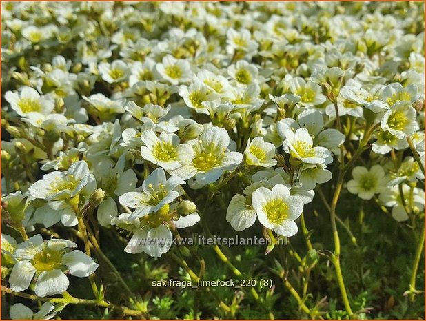 Saxifraga 'Limerock' | Mossteenbreek, Steenbreek | Moos-Steinbrech