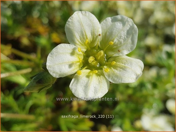 Saxifraga 'Limerock' | Mossteenbreek, Steenbreek | Moos-Steinbrech