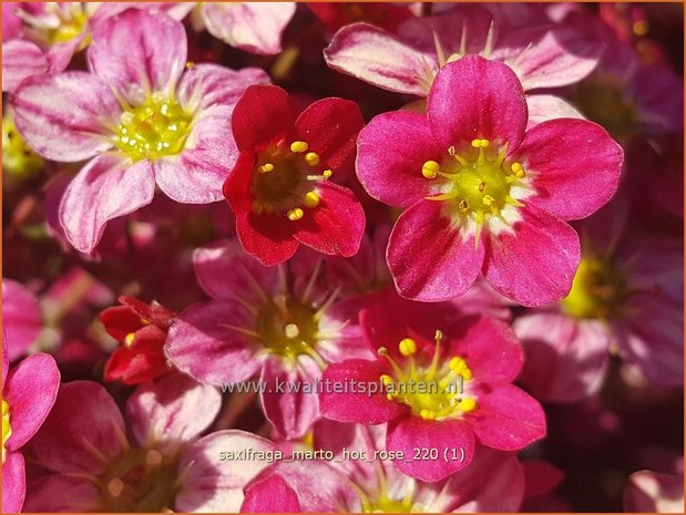 Saxifraga 'Marto Hot Rose' | Mossteenbreek, Steenbreek | Moos-Steinbrech