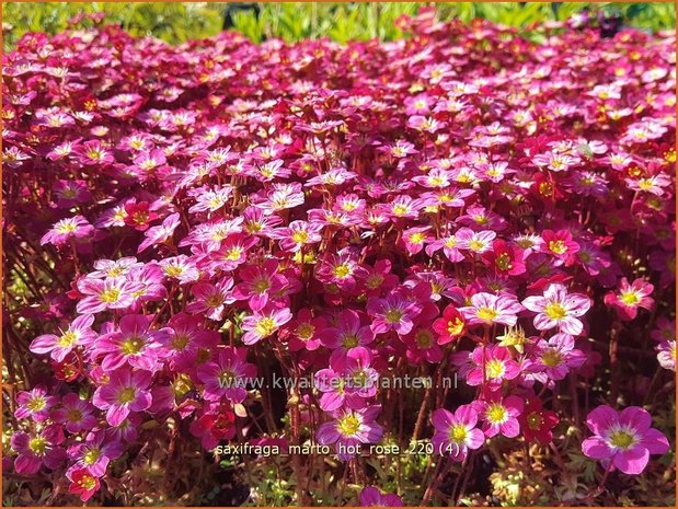 Saxifraga 'Marto Hot Rose' | Mossteenbreek, Steenbreek | Moos-Steinbrech