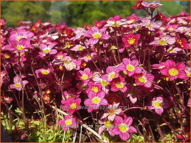 Saxifraga 'Marto Hot Rose' | Mossteenbreek, Steenbreek | Moos-Steinbrech