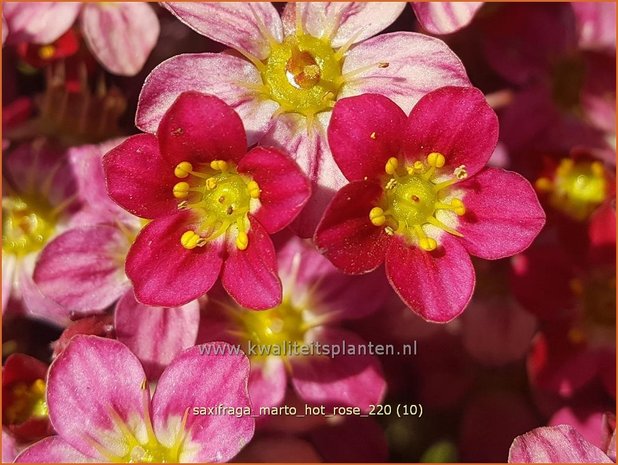 Saxifraga 'Marto Hot Rose' | Mossteenbreek, Steenbreek | Moos-Steinbrech