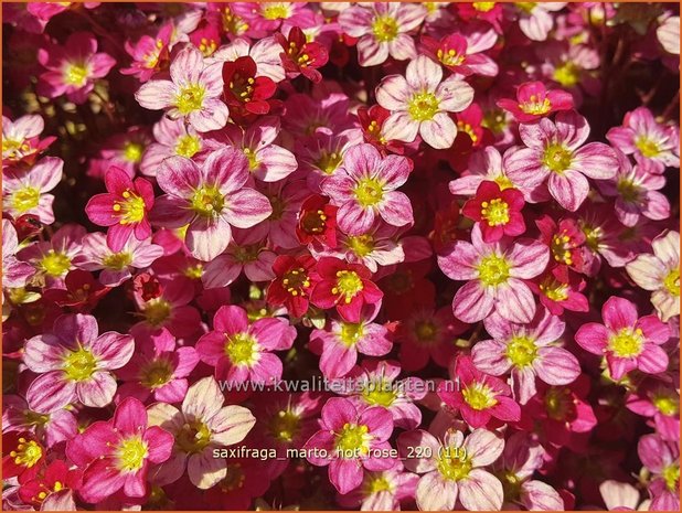 Saxifraga 'Marto Hot Rose' | Mossteenbreek, Steenbreek | Moos-Steinbrech