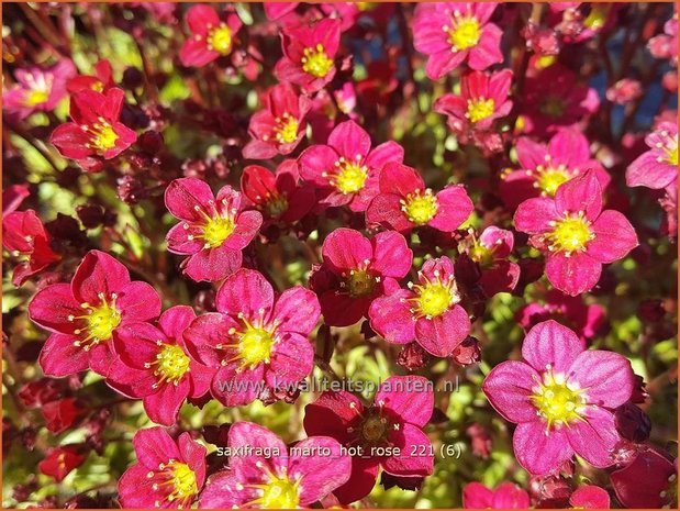 Saxifraga 'Marto Hot Rose' | Mossteenbreek, Steenbreek | Moos-Steinbrech