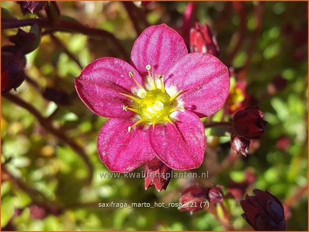 Saxifraga &#39;Marto Hot Rose&#39; | Mossteenbreek, Steenbreek | Moos-Steinbrech