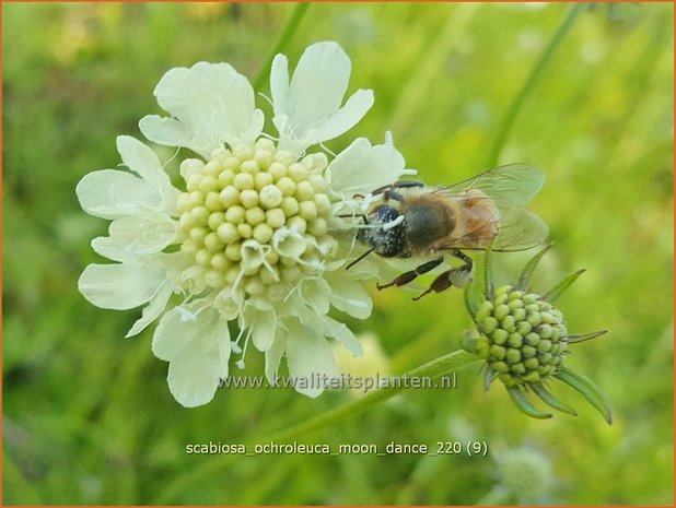 Scabiosa ochroleuca &#39;Moon Dance&#39; | Duifkruid, Schurftkruid | Gelbe Skabiose