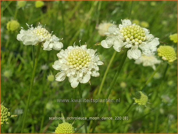 Scabiosa ochroleuca &#39;Moon Dance&#39; | Duifkruid, Schurftkruid | Gelbe Skabiose