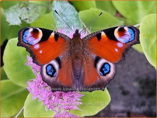 Sedum spectabile &#39;Brillant&#39; | Hemelsleutel, Vetkruid | Ansehnliches Fettblatt