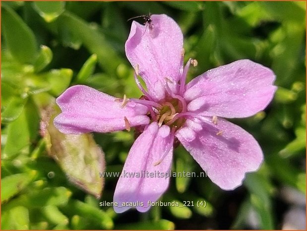 Silene acaulis 'Floribunda' | Stengelloze silene, Lijmkruid | Kalk-Polsternelke