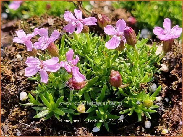 Silene acaulis 'Floribunda' | Stengelloze silene, Lijmkruid | Kalk-Polsternelke