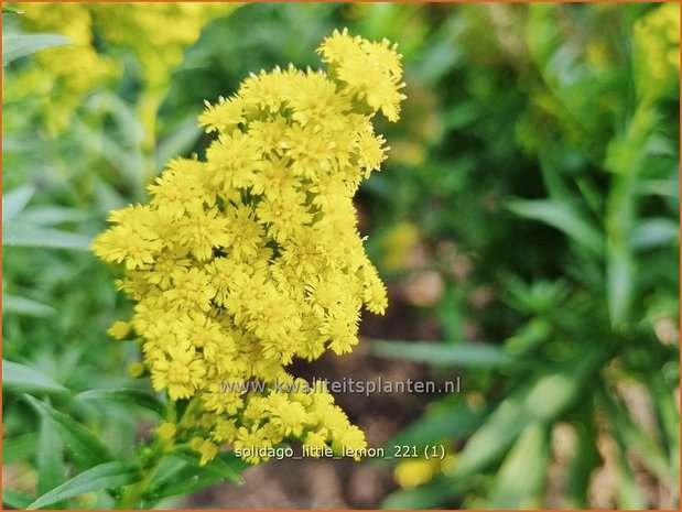 Solidago &#39;Little Lemon&#39; | Guldenroede | Goldrute