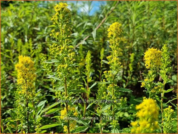 Solidago roanensis | Guldenroede | Goldrute