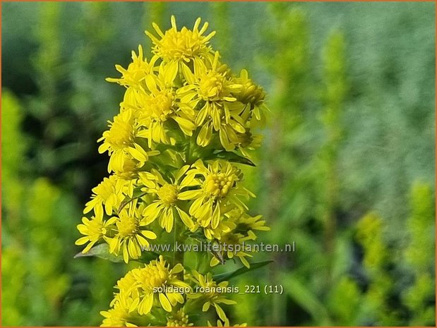 Solidago roanensis | Guldenroede | Goldrute