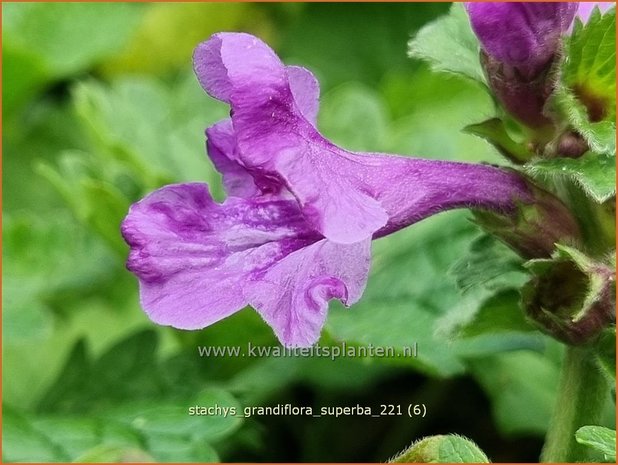 Stachys grandiflora 'Superba' | Andoorn | Gro&szlig;bl&uuml;tiger Ziest
