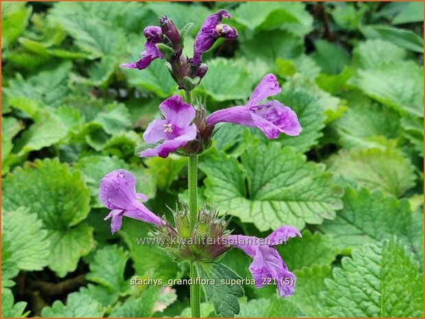 Stachys grandiflora 'Superba' | Andoorn | Gro&szlig;bl&uuml;tiger Ziest