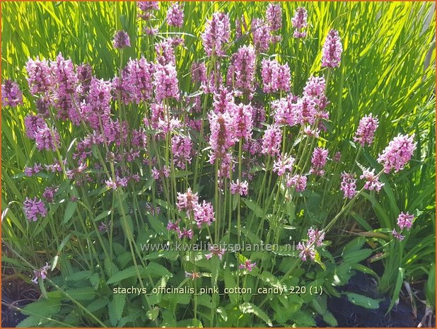 Stachys officinalis &#39;Pink Cotton Candy&#39; | Betonie, Koortskruid, Andoorn | Echter Ziest