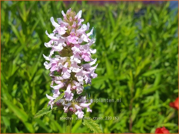 Stachys &#39;Summer Crush&#39; | Andoorn | Ziest