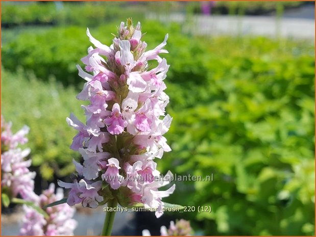 Stachys &#39;Summer Crush&#39; | Andoorn | Ziest