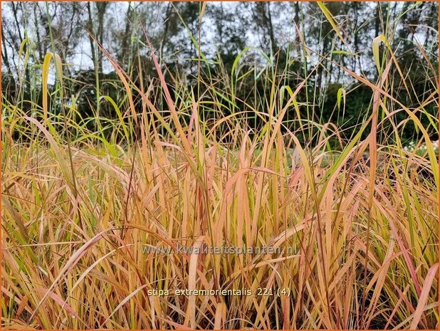 Stipa extremiorientalis | Vedergras | Fernöstliches Federgras