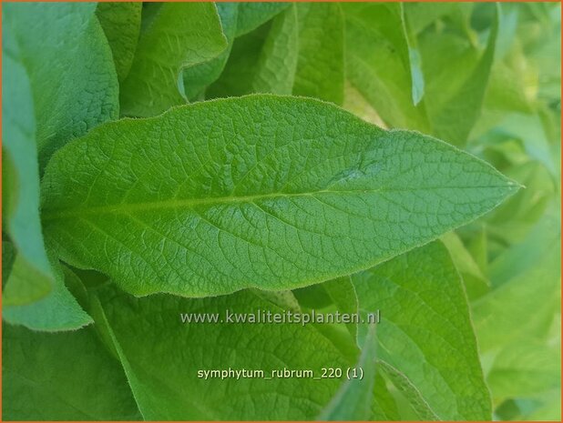 Symphytum rubrum | Smeerwortel | Rotblühender Beinwell