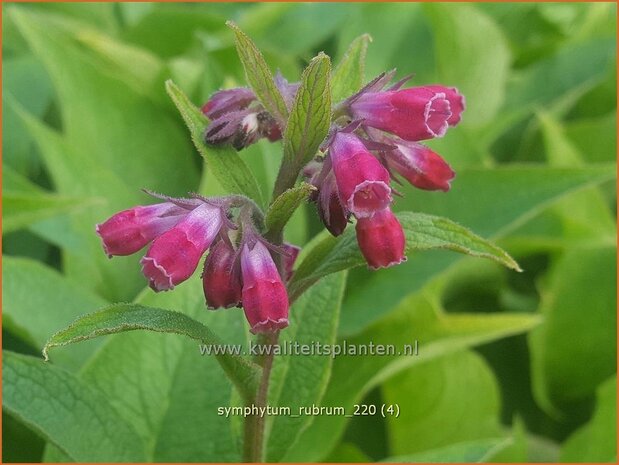 Symphytum rubrum | Smeerwortel | Rotblühender Beinwell