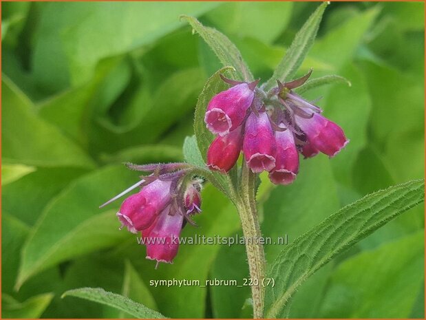 Symphytum rubrum | Smeerwortel | Rotblühender Beinwell