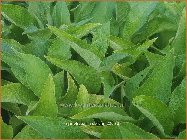 Symphytum rubrum | Smeerwortel | Rotblühender Beinwell