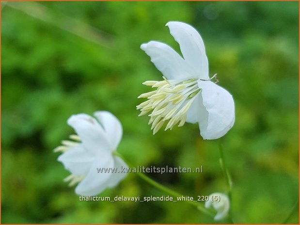 Thalictrum delavayi 'Splendide White' | Chinese ruit, Ruit | Delavays Wiesenraute