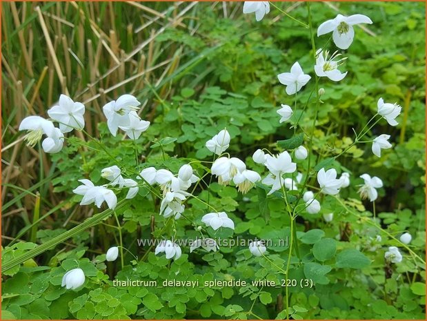Thalictrum delavayi 'Splendide White' | Chinese ruit, Ruit | Delavays Wiesenraute
