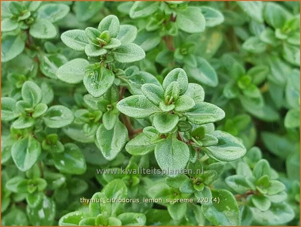 Thymus citriodorus 'Lemon Supreme' | Citroentijm, Tijm | Zitronen-Thymian