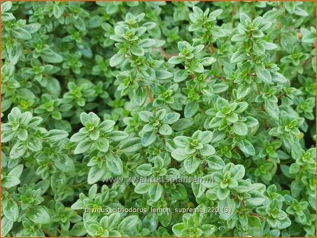 Thymus citriodorus 'Lemon Supreme' | Citroentijm, Tijm | Zitronen-Thymian