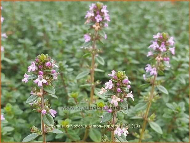 Thymus citriodorus 'Lemon Supreme' | Citroentijm, Tijm | Zitronen-Thymian