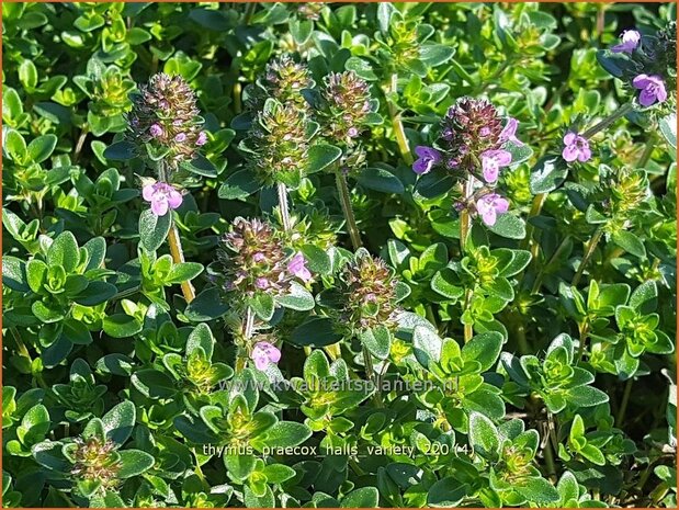 Thymus praecox 'Hall's Variety' | Kruiptijm, Tijm | Niedergestreckter Thymian