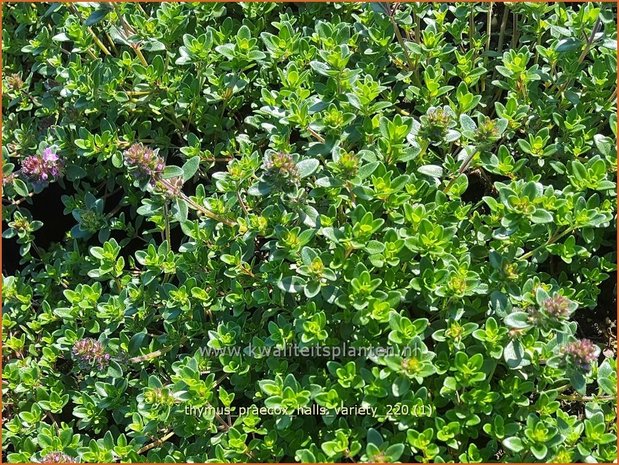Thymus praecox 'Hall's Variety' | Kruiptijm, Tijm | Niedergestreckter Thymian