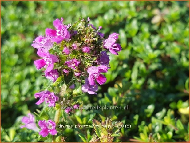 Thymus praecox 'Red Carpet' | Kruiptijm, Tijm | Niedergestreckter Thymian