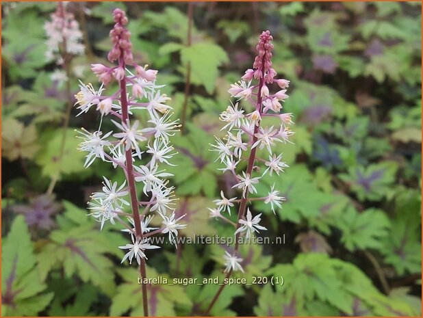 Tiarella 'Sugar and Spice' | Schuimbloem, Perzische muts | Schaumbl&uuml;te