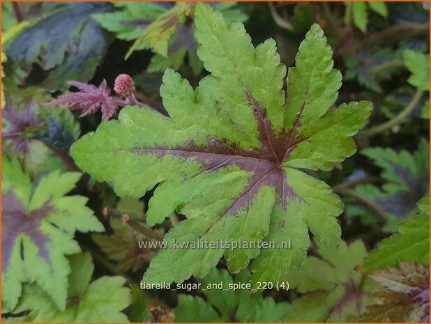 Tiarella 'Sugar and Spice' | Schuimbloem, Perzische muts | Schaumbl&uuml;te