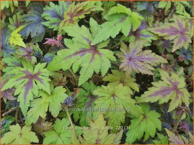 Tiarella 'Sugar and Spice' | Schuimbloem, Perzische muts | Schaumbl&uuml;te
