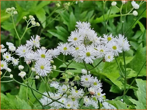 Trautvetteria caroliniensis | Waldraute