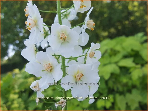 Verbascum phoeniceum &#39;Flush of White&#39; | Paarse toorts, Toorts | Purpurblühende Königskerze