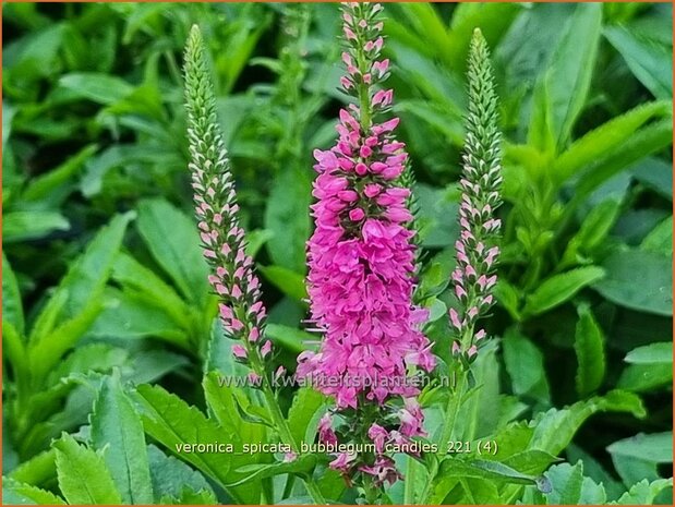 Veronica spicata &#39;Bubblegum Candles&#39; | Aarereprijs, Ereprijs | Ähren-Ehrenpreis