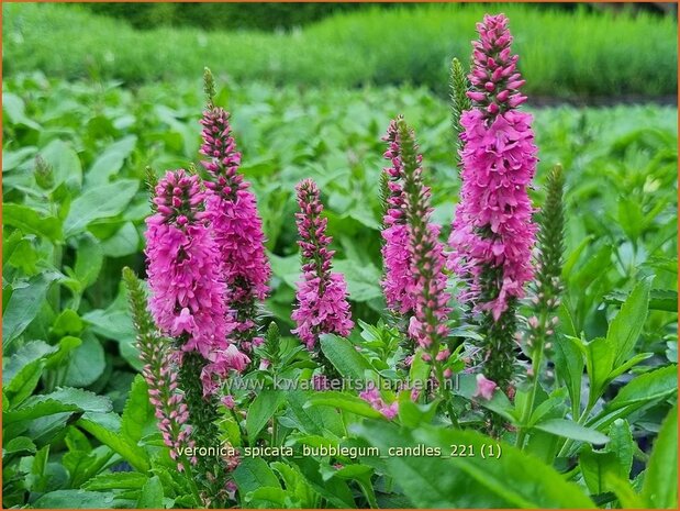 Veronica spicata &#39;Bubblegum Candles&#39; | Aarereprijs, Ereprijs | Ähren-Ehrenpreis