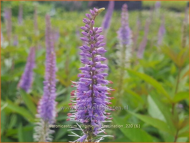 Veronicastrum virginicum 'Fascination' | Virginische ereprijs, Zwarte ereprijs, Naaldereprijs | Kandelaberehrenpreis 